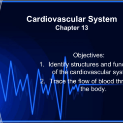 The cardiovascular system chapter 11 packet