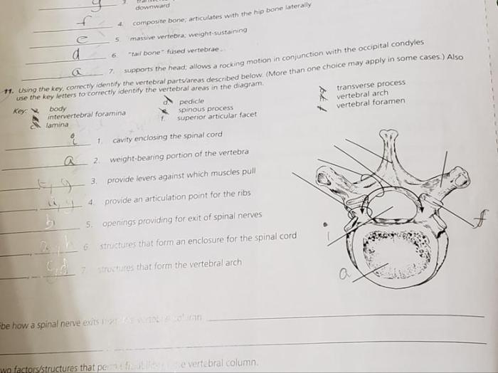 Dens odontoid anatomy cartilaginous earthslab upward