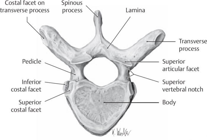 Thoracic vertebrae labeled superior view