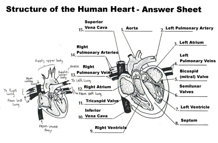 The cardiovascular system chapter 11 packet