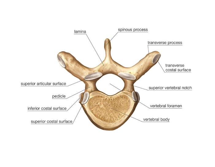 Thoracic vertebrae labeled superior view