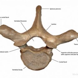 Vertebrae thoracic vertebra cervical