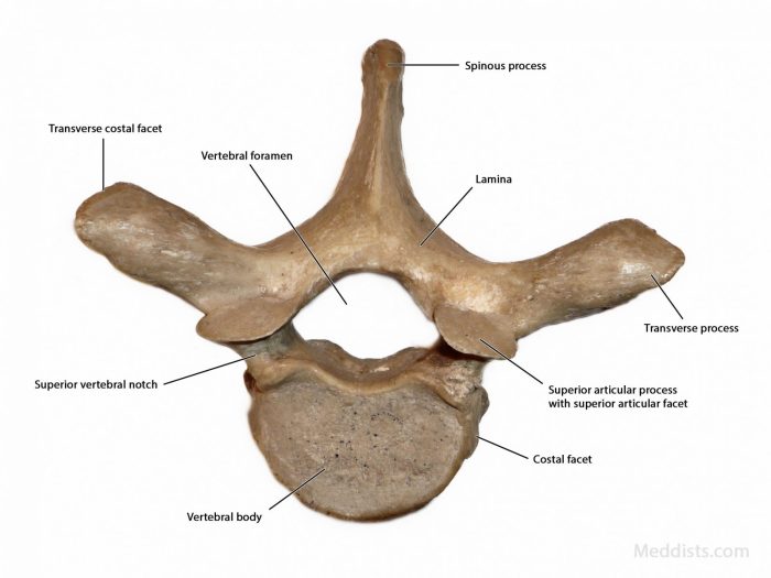 Vertebrae thoracic vertebra cervical