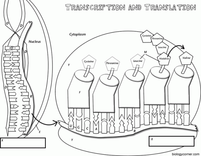 Transcription and translation coloring worksheet