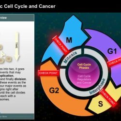 The eukaryotic cell cycle and cancer in depth answers