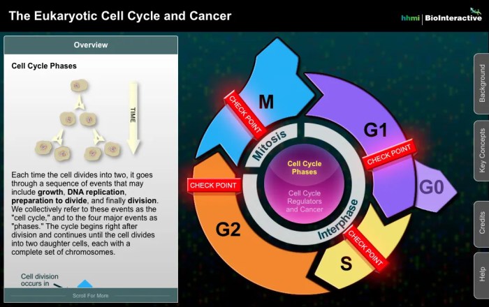 The eukaryotic cell cycle and cancer in depth answers