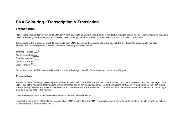 Transcription and translation coloring worksheet