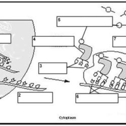 Dna worksheet replication answers coloring key helix double molecule translation transcription biology corner worksheets