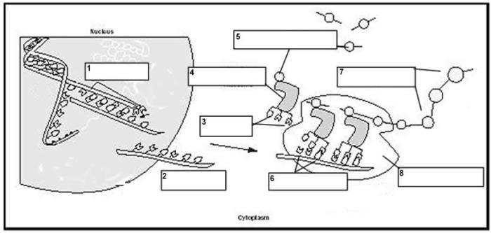 Dna worksheet replication answers coloring key helix double molecule translation transcription biology corner worksheets